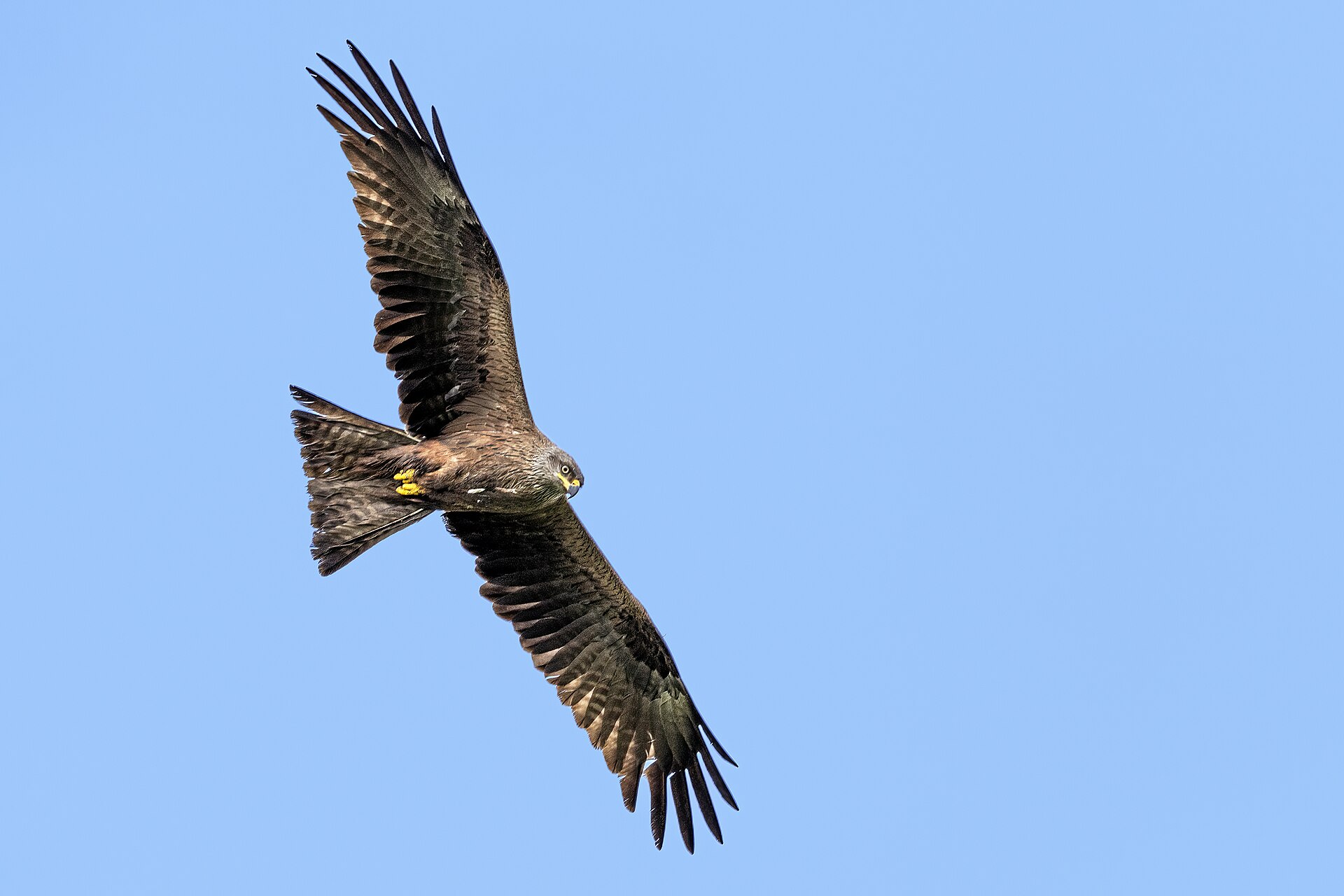 A Black Kite soaring against a clear sky, seen from below.